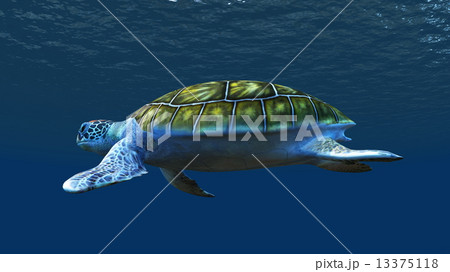ウミガメ ウミガメ 13375118