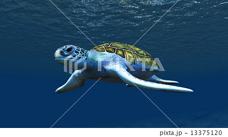 ウミガメ ウミガメ 13375120