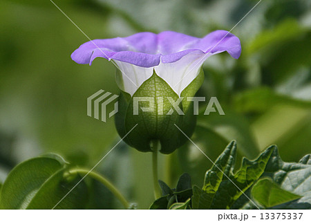 オオセンナリ オオセンナリ 13375337