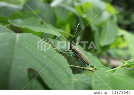 生き物　昆虫　クワカミキリ、シックでスマートなカミキリムシですが、果樹やケヤキの重要害虫だそうです 13375640
