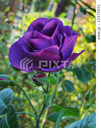 色的には珍しい紫色のハイブリット ティー系バラ の写真素材