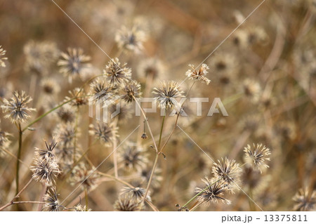 コセンダングサの種 13375811