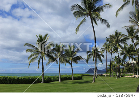 椰子の木、ハワイ オアフ島コオリナ 椰子の木、ハワイ オアフ島コオリナ 13375947