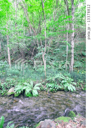 北海道洞爺湖を水源に緑深い森の中を穏やかに流れる長流川支流、壮瞥川の美しい清流 北海道洞爺湖を水源に緑深い森の中を穏やかに流れる長流川支流、壮瞥川の美しい清流 13378812