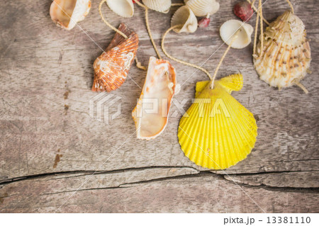 Shells of various sizes 13381110