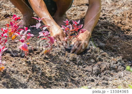 farmer's hands growing a young tree / save the world / heal the farmer's hands growing a young tree / save the world / heal the 13384365