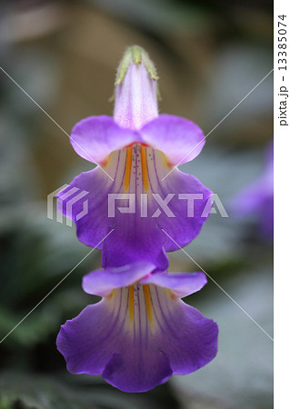 キリタの花 13385074
