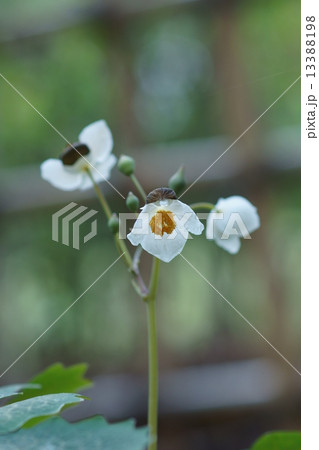 白雪芥子 シラユキゲシと申します。 白雪芥子 シラユキゲシと申します。 13388198