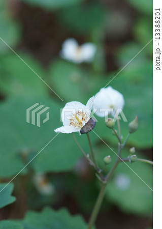 白雪芥子 シラユキゲシと申します。 白雪芥子 シラユキゲシと申します。 13388201