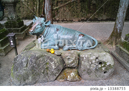 石上神宮の撫牛 13388755