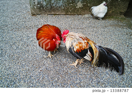 石上神宮の神鶏 石上神宮の神鶏 13388787