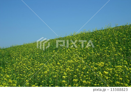 菜の花の丘 菜の花の丘 13388823