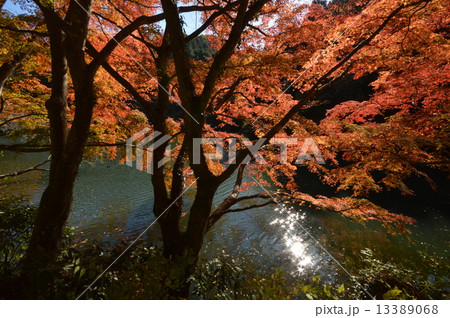 鎌北湖　紅葉　埼玉 13389068