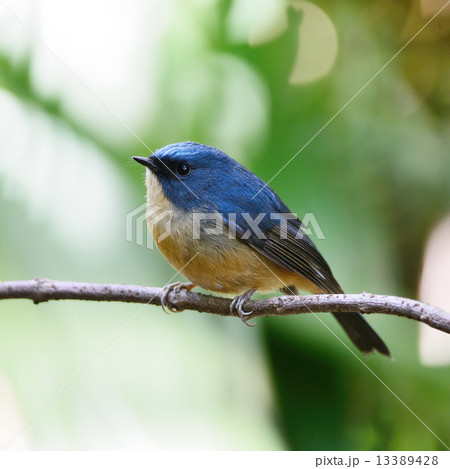 male Slaty-blue Flycatcher 13389428
