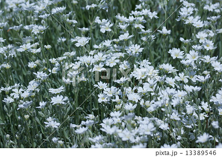 白耳菜草シロミミナグサ　セラスチウムと呼ばれています。 13389546