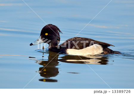 Tufted Duck Tufted Duck 13389726