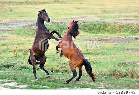 fight of horses fight of horses 13389745