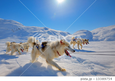 Sled dogs  running in Greenland 13389754