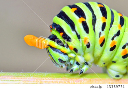 papilio machaon caterpillar 13389771