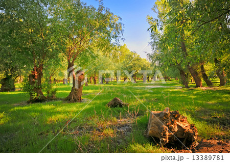 Danube meadow 13389781