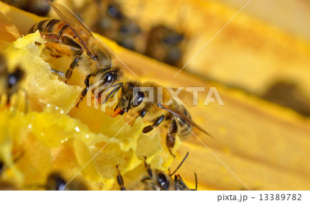 more bees on a honey cells 13389782