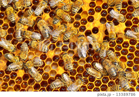 working bees on honey cells working bees on honey cells 13389786