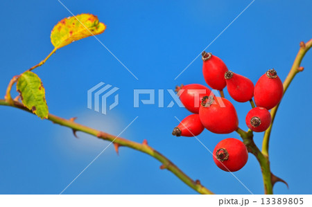 Rose hips from the bushes 13389805