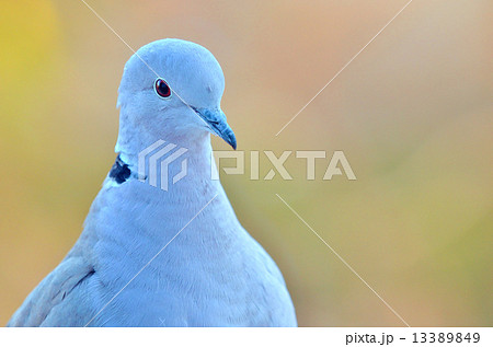 pigeon pigeon 13389849