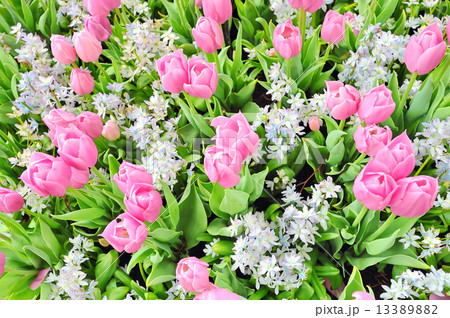 tulips tulips 13389882