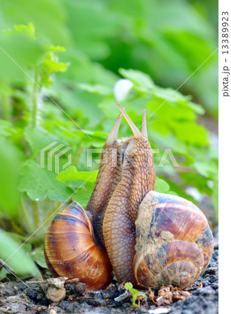 love snails 13389923