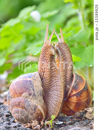 love snails 13389926