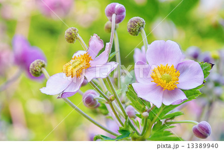 lila flowers, macro 13389940