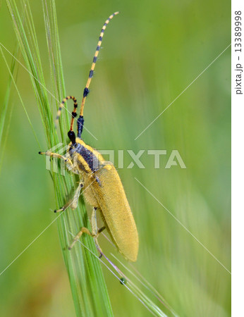 Longhorn beetle Longhorn beetle 13389998