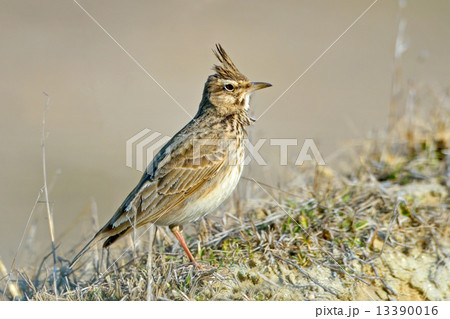 Crested Lark, Galerida cristata 13390016