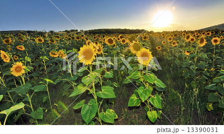 sunflower field 13390031