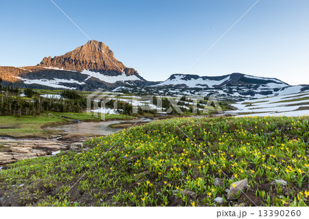 Reynolds Mountain over fields of wildflowers at Logan Pass, Glac 13390260