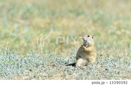 Prairie dog 13390392