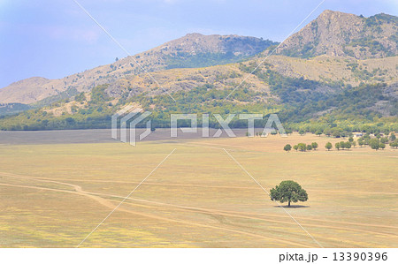 solitary tree solitary tree 13390396
