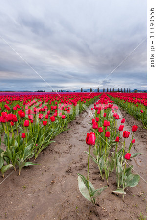 Red Tulip field in spring 13390556