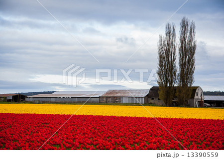 Red and yellow tulip field 13390559