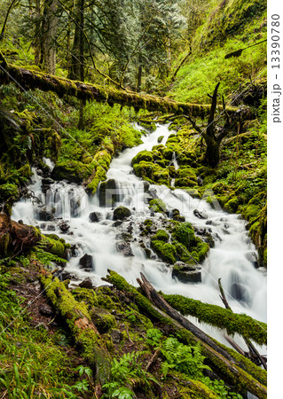 Cascade waterfalls in Oregon forest hike trail 13390780