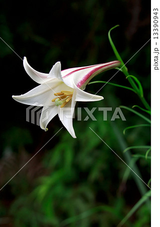 タカサゴユリ（高砂百合） 13390943