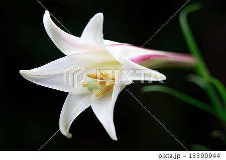 タカサゴユリ（高砂百合） 13390944