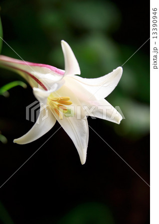 タカサゴユリ（高砂百合） 13390946