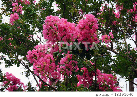 サルスベリ 13391040