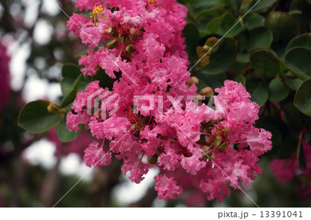 サルスベリ 13391041