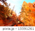 ブライスキャニオンの木 13391261