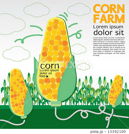 Corn farm illustration vector. Corn farm illustration vector. 13392100