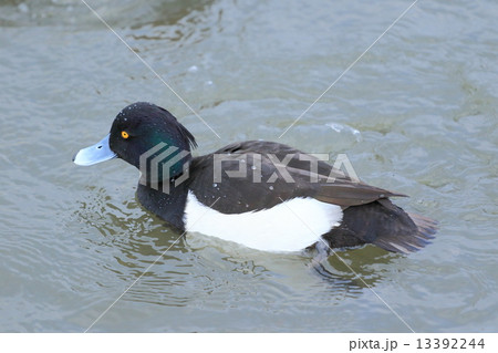 キンクロハジロ　オス 13392244