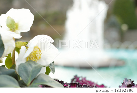 冬に咲く花 13392296